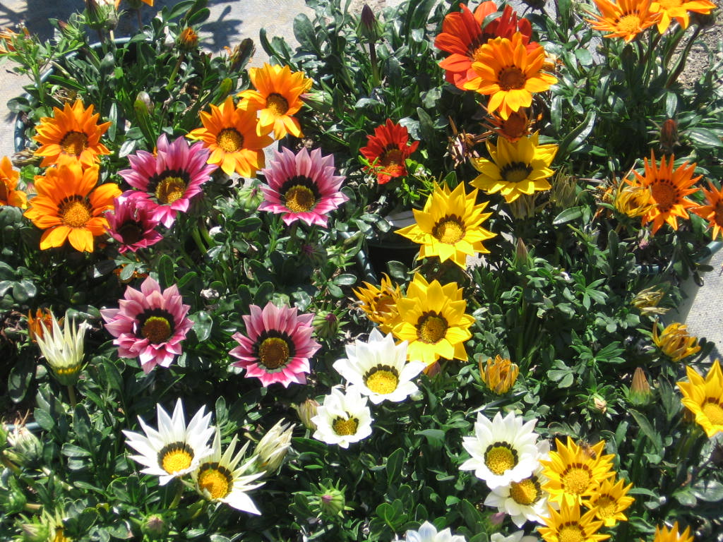 Photo GAZANIA