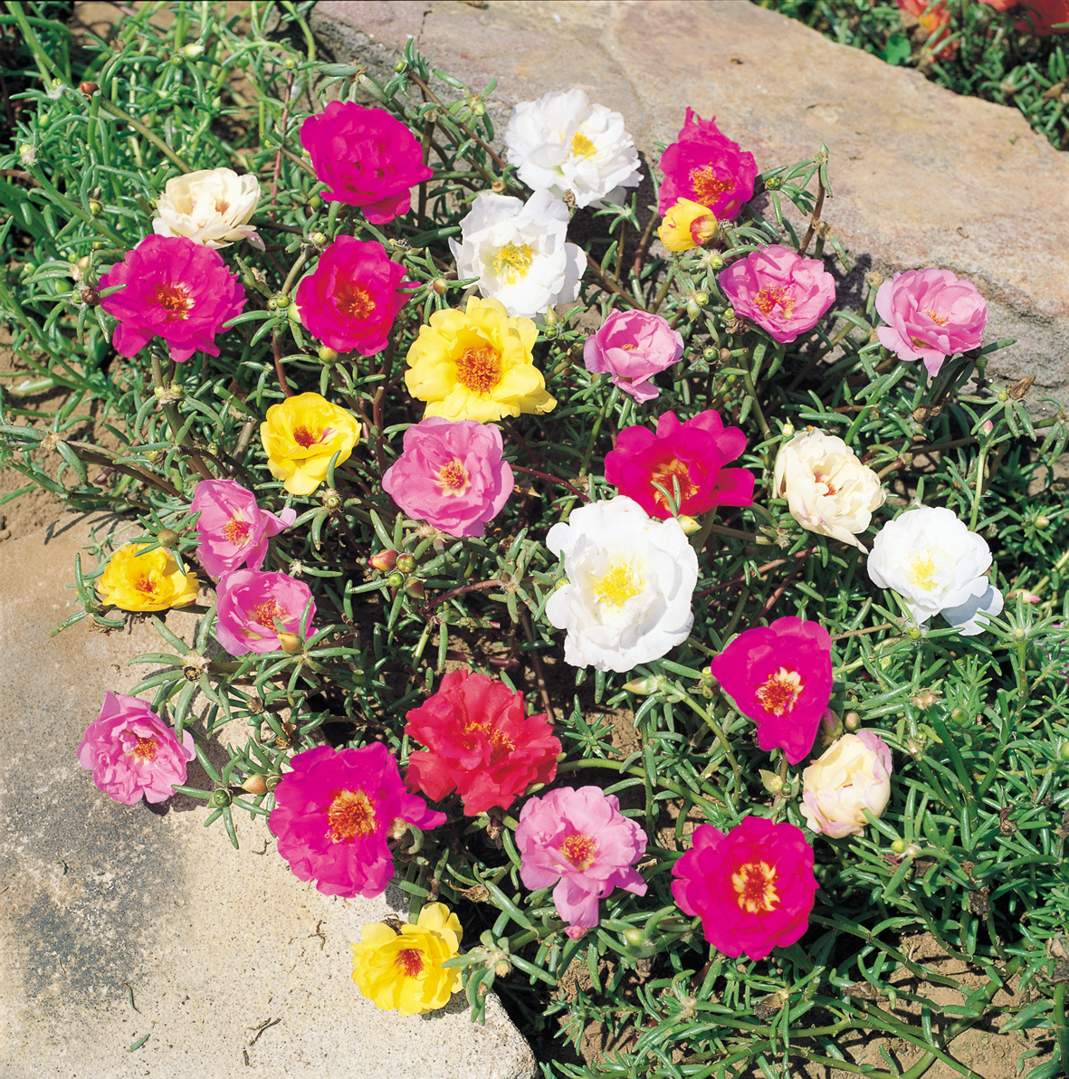 Portulaca Flowers