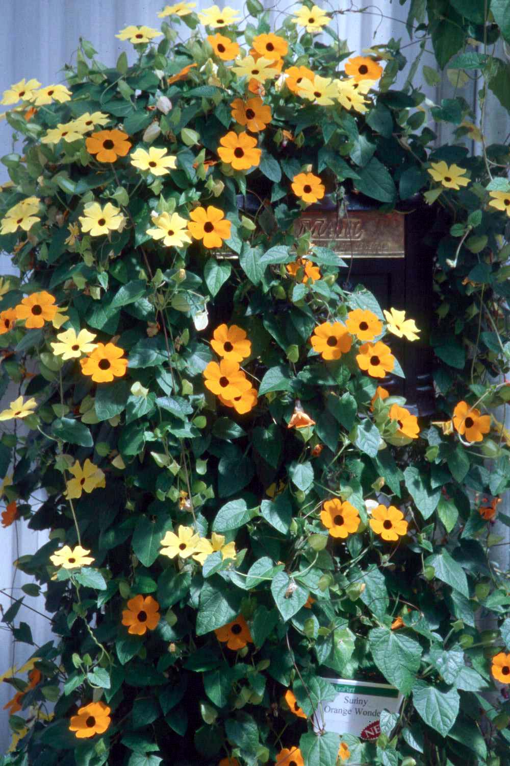 Crnooka suzan lozica - Thunbergia THUNBERGIA